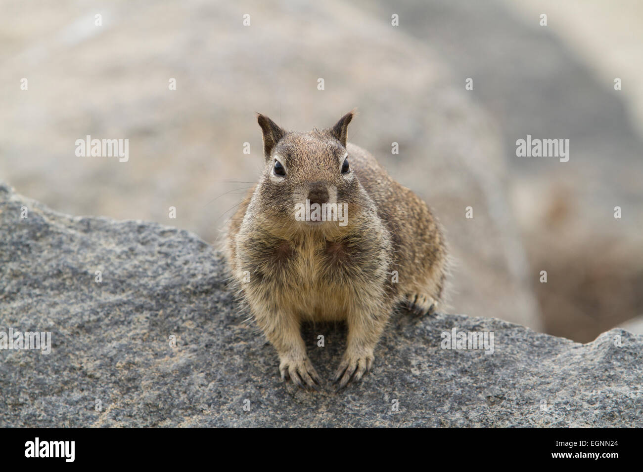 Coastal squirrel watching people and dogs as they walk by Stock Photo