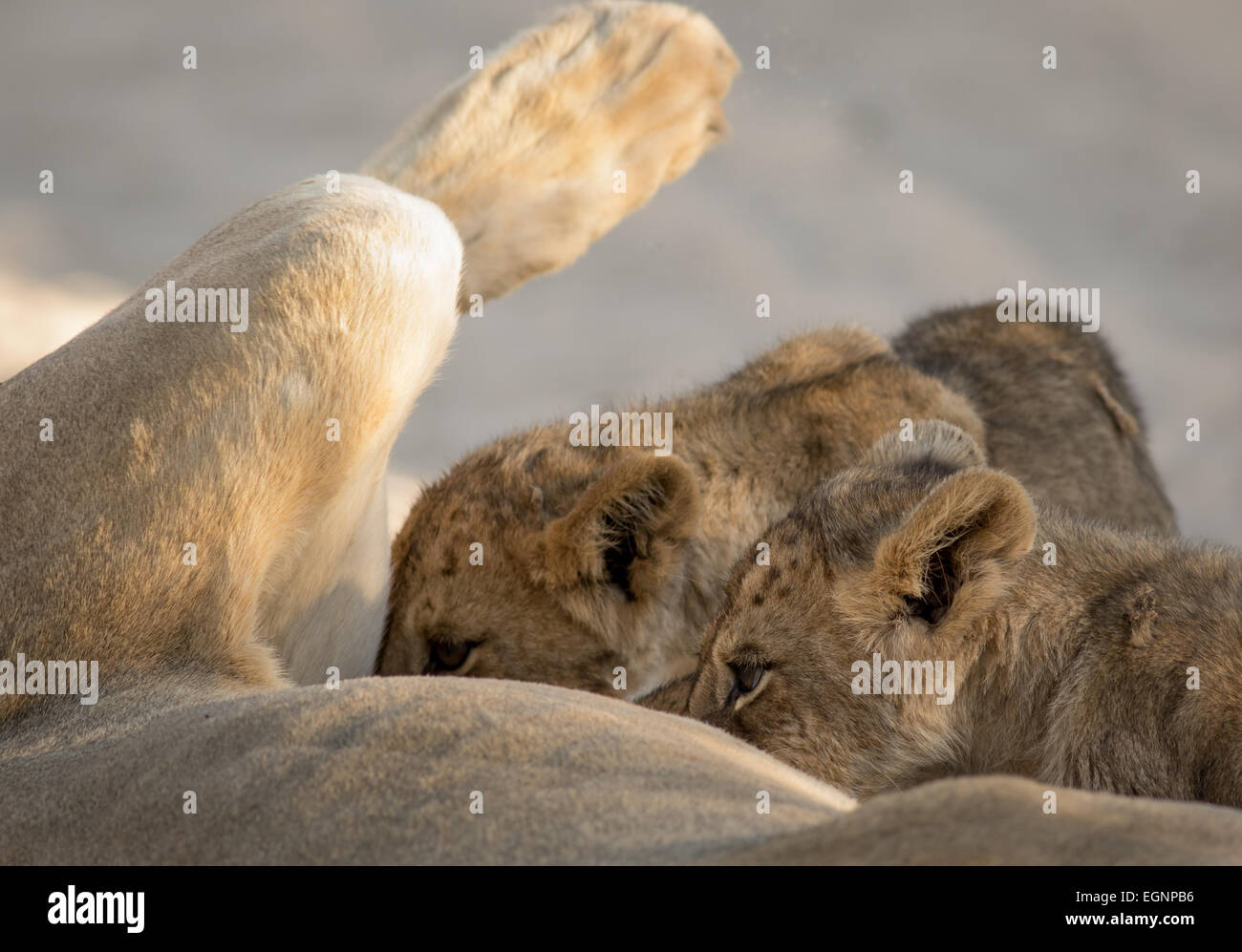 Two lion cubs suckling from their mother Stock Photo