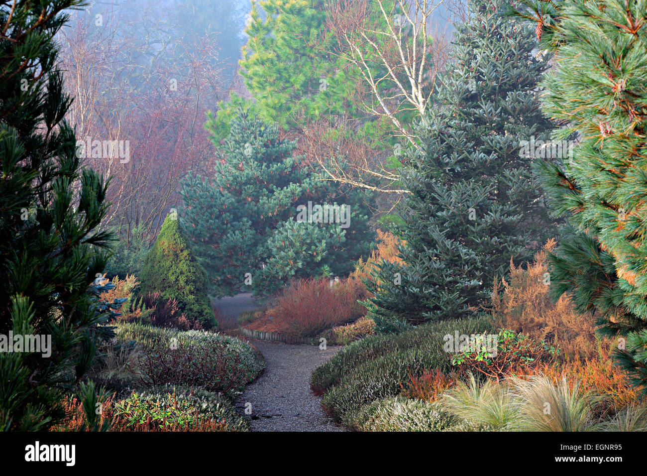 The Winter garden at RHS Rosemoor with Betula jacquemontii 'Silver Shadow' AGM, Pinus radiata Aurea Group, Pinus strobus 'Macopi Stock Photo