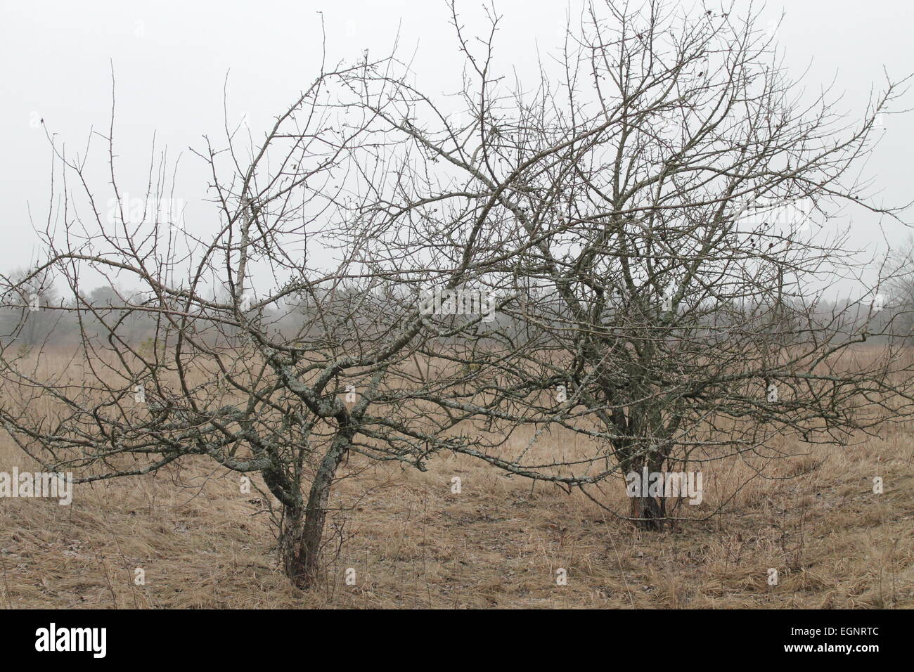 two little wild grow apple trees grow in spring field Stock Photo Alamy