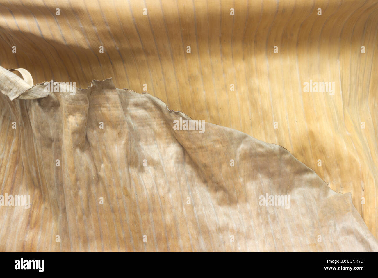 Dry Banana Leaf Structure Closeup background Stock Photo
