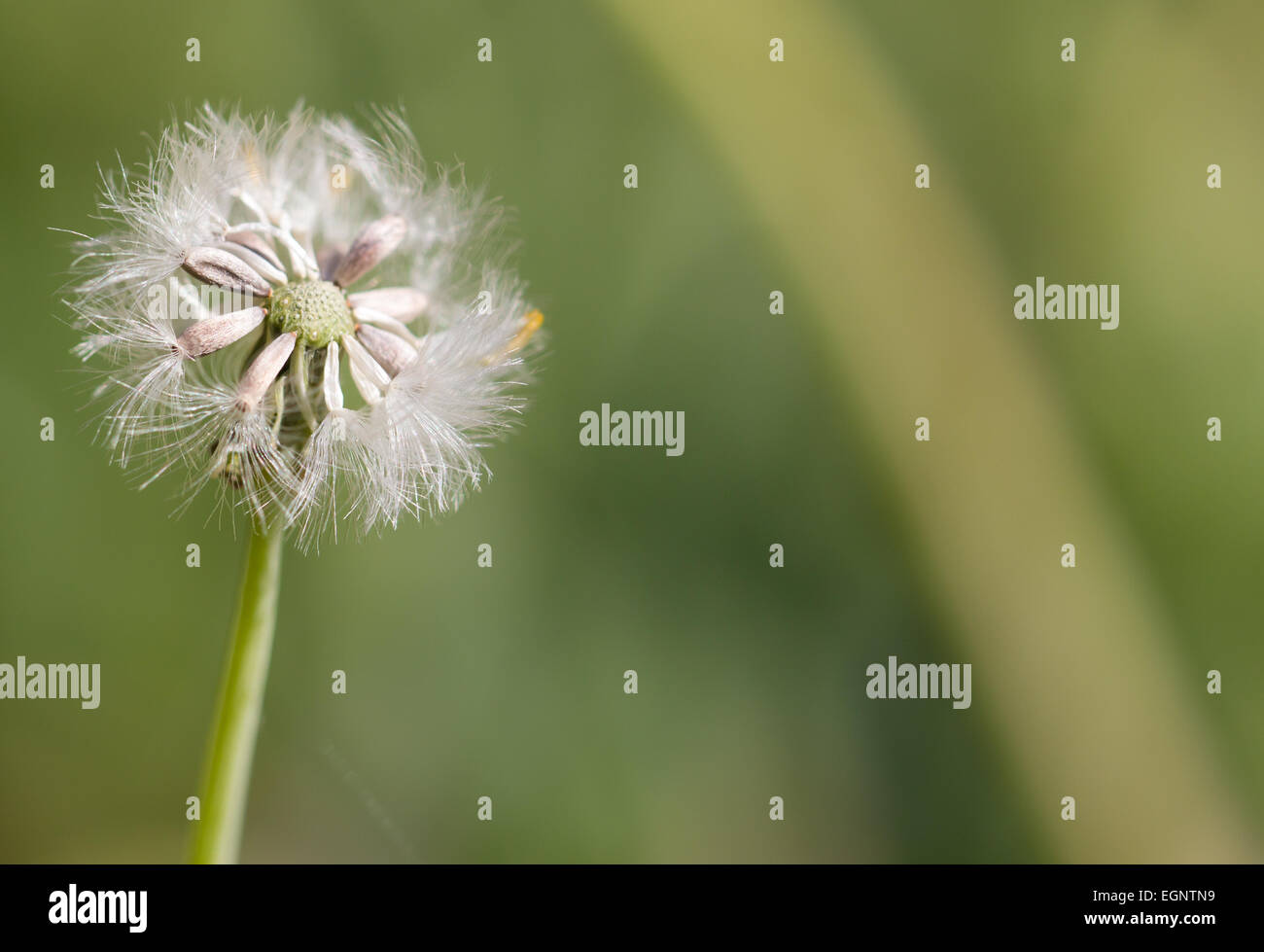 Dandelion Tufts Stock Photo - Alamy