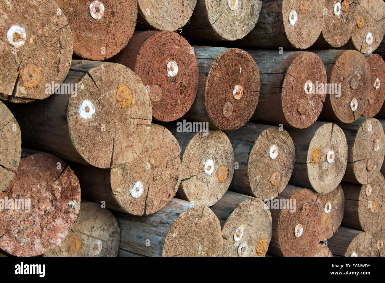 Stacked Lumber for the paper industry Stock Photo
