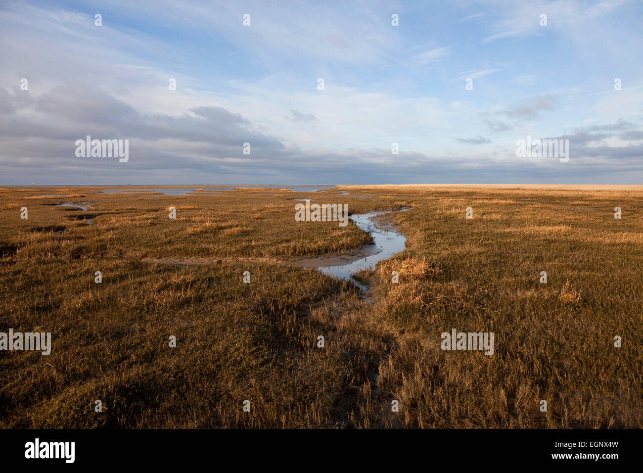Salt marsh and mudflats at  national park Wadden Sea World Heritage, Westerhever, Schleswig-Holstein, Germany Stock Photo