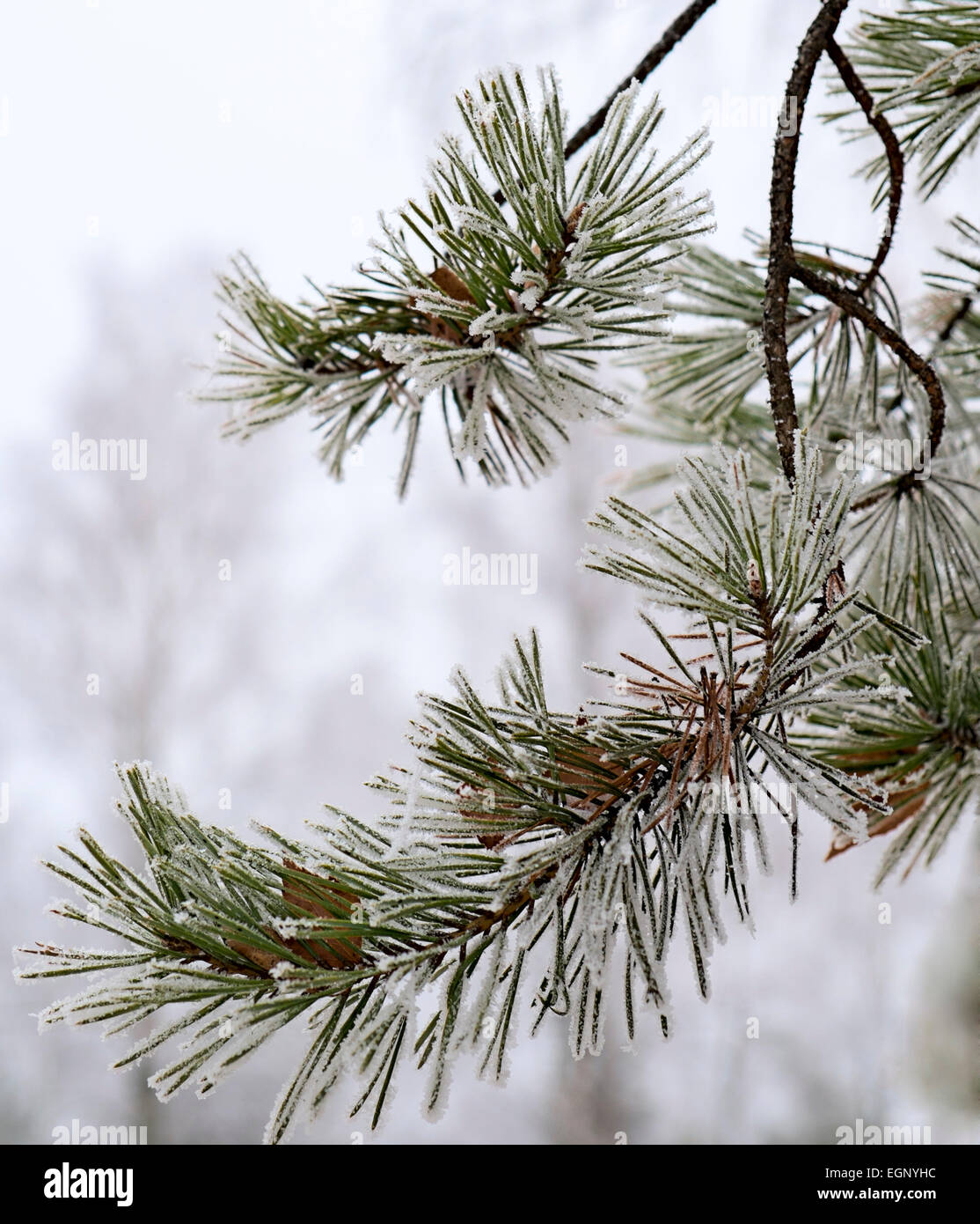 Close-up of frosted pine branches in winter Stock Photo - Alamy