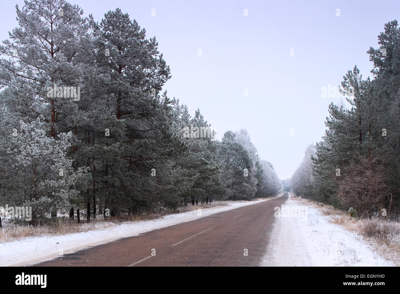 Winter road and pine forest Stock Photo - Alamy