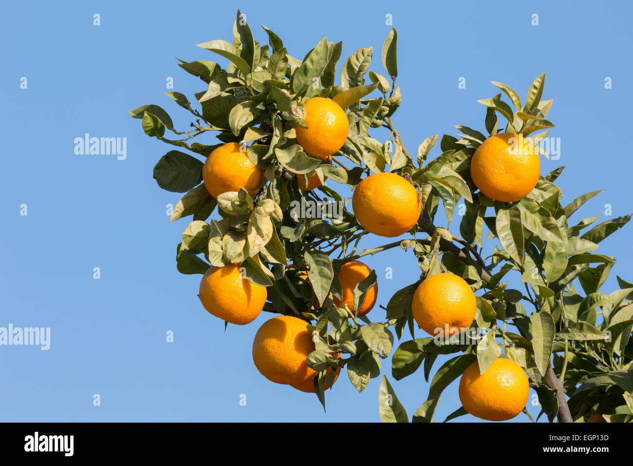 Ripe to pick hi-res stock photography and images - Alamy