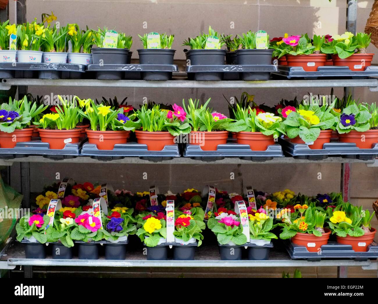 Display of Plants for sale outside a high street shop England UK Stock Photo