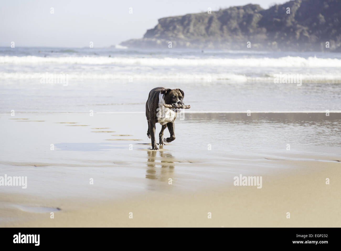 Dog running on the beach, detail of an animal having fun in the sea water Stock Photo