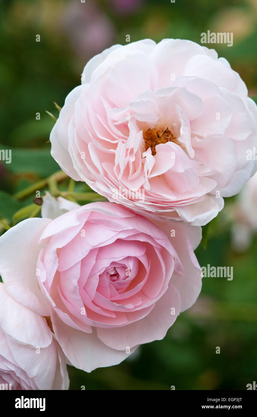 Heritage rose hi-res stock photography and images - Alamy