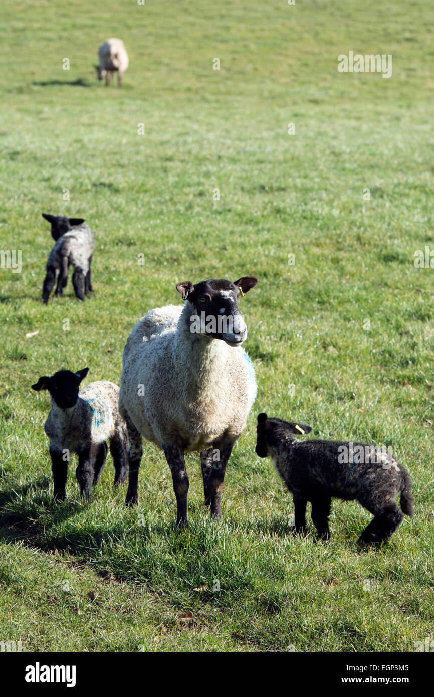 Sheep with newborn lambs, Northamptonshire, England, UK Stock Photo