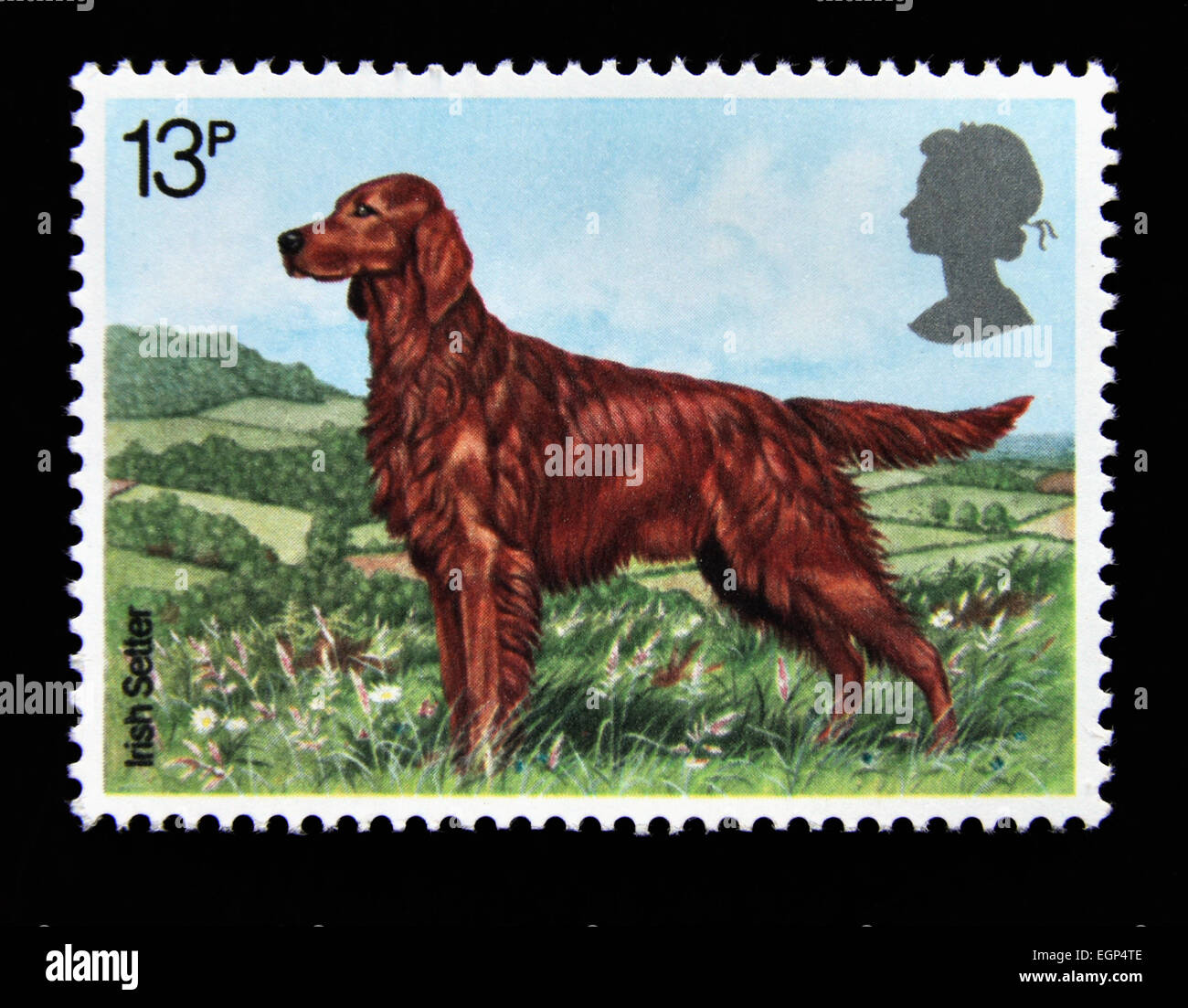 Postage stamp. Great Britain. Queen Elizabeth II. 1979. Dogs. Irish Setter. 13p. Stock Photo