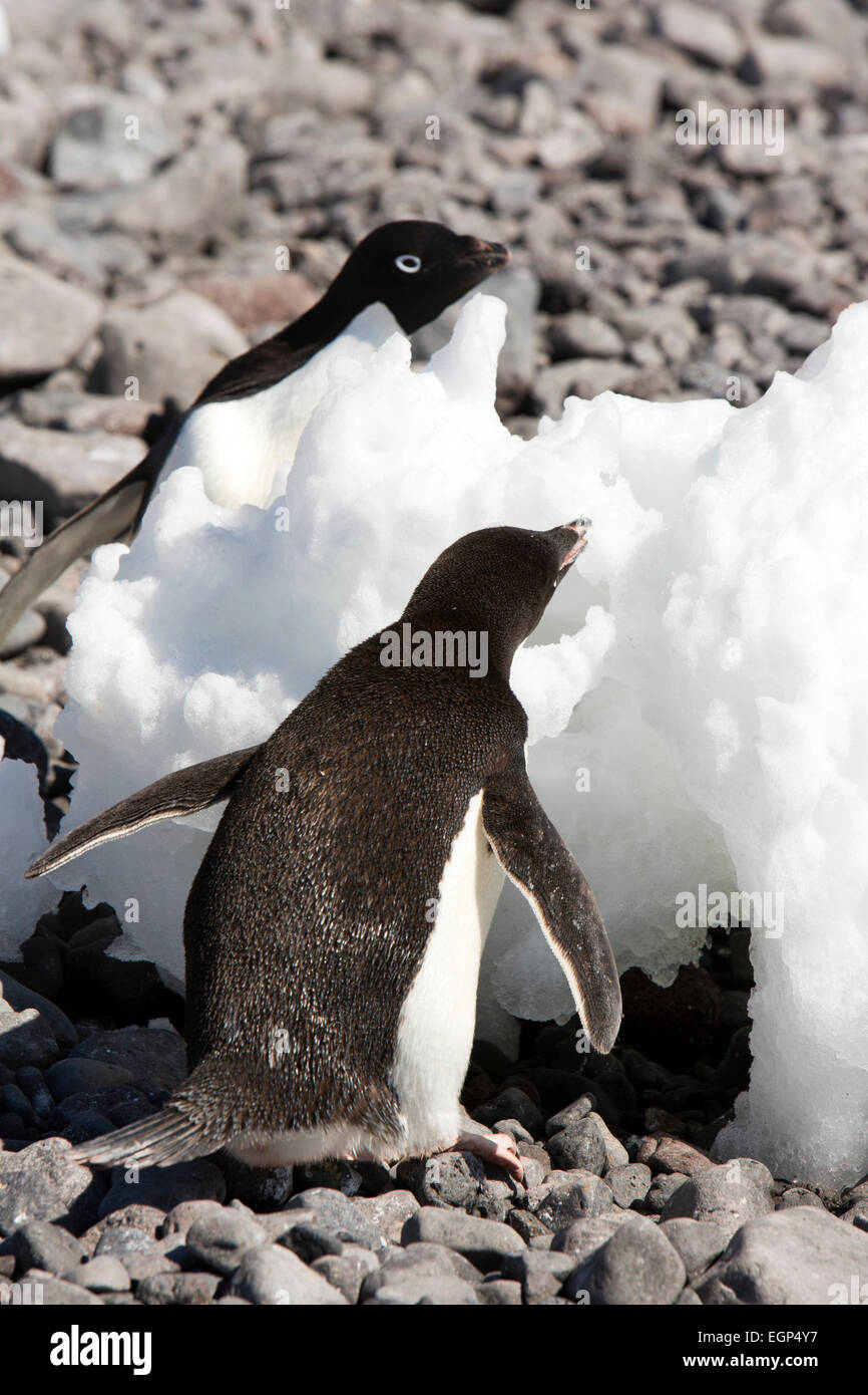 Antarctica, Weddell Sea, Paulet Island, Adelie penguins eating ice to