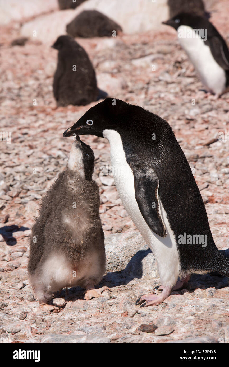Antarctica, Weddell Sea, Paulet Island, Adelie penguin chick stimulating parent to regurgitate food Stock Photo