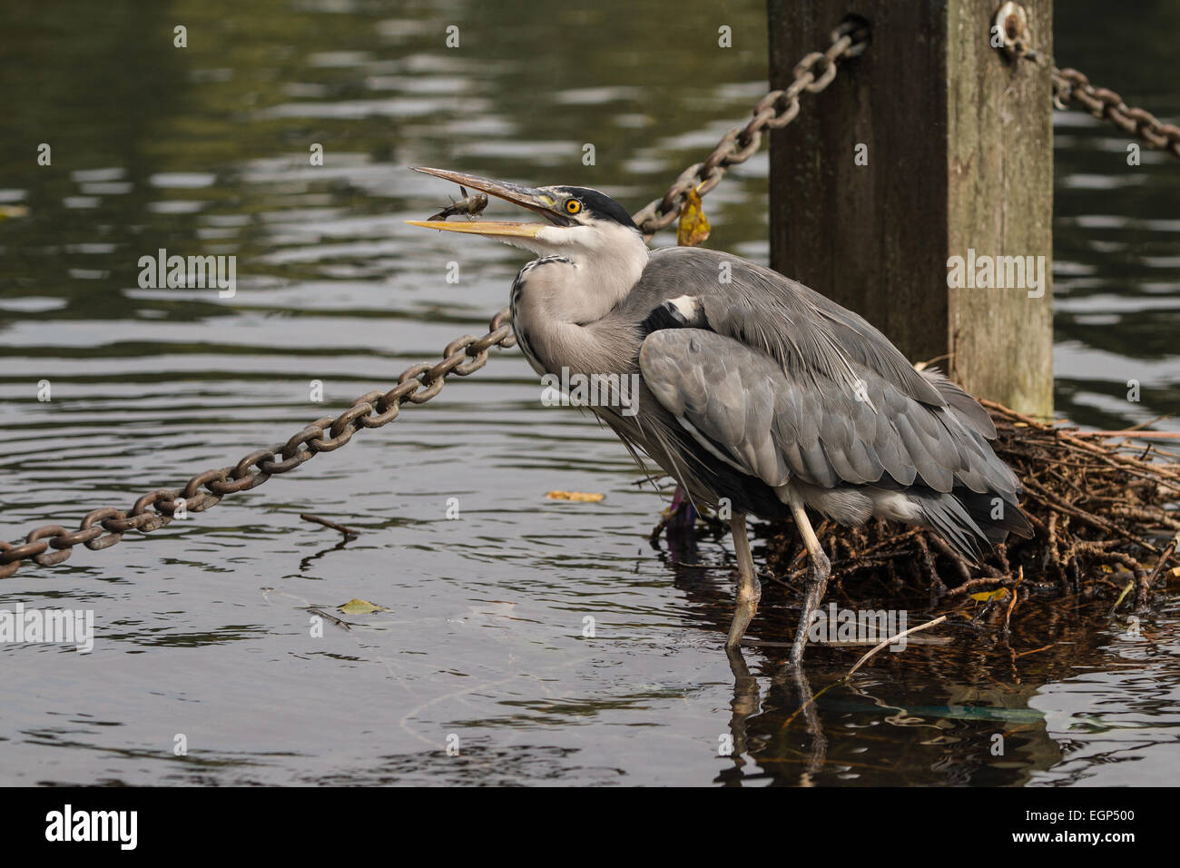 Grey heron eating a fish, standing in pond Stock Photo Alamy