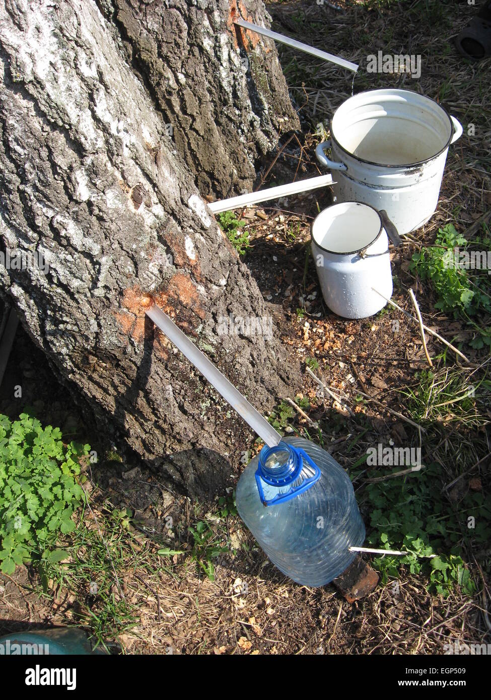 extraction of useful birch juice in the spring Stock Photo