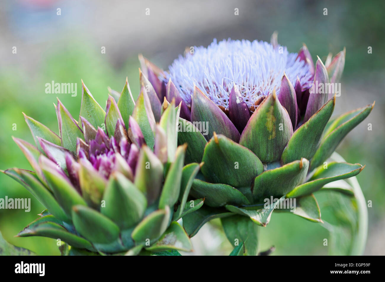 Cardoon, Cynara cardunculus. One head in full flower and one opening. Flowers are tiny purple strands surrounded by stiff green purple calyxes. Stock Photo