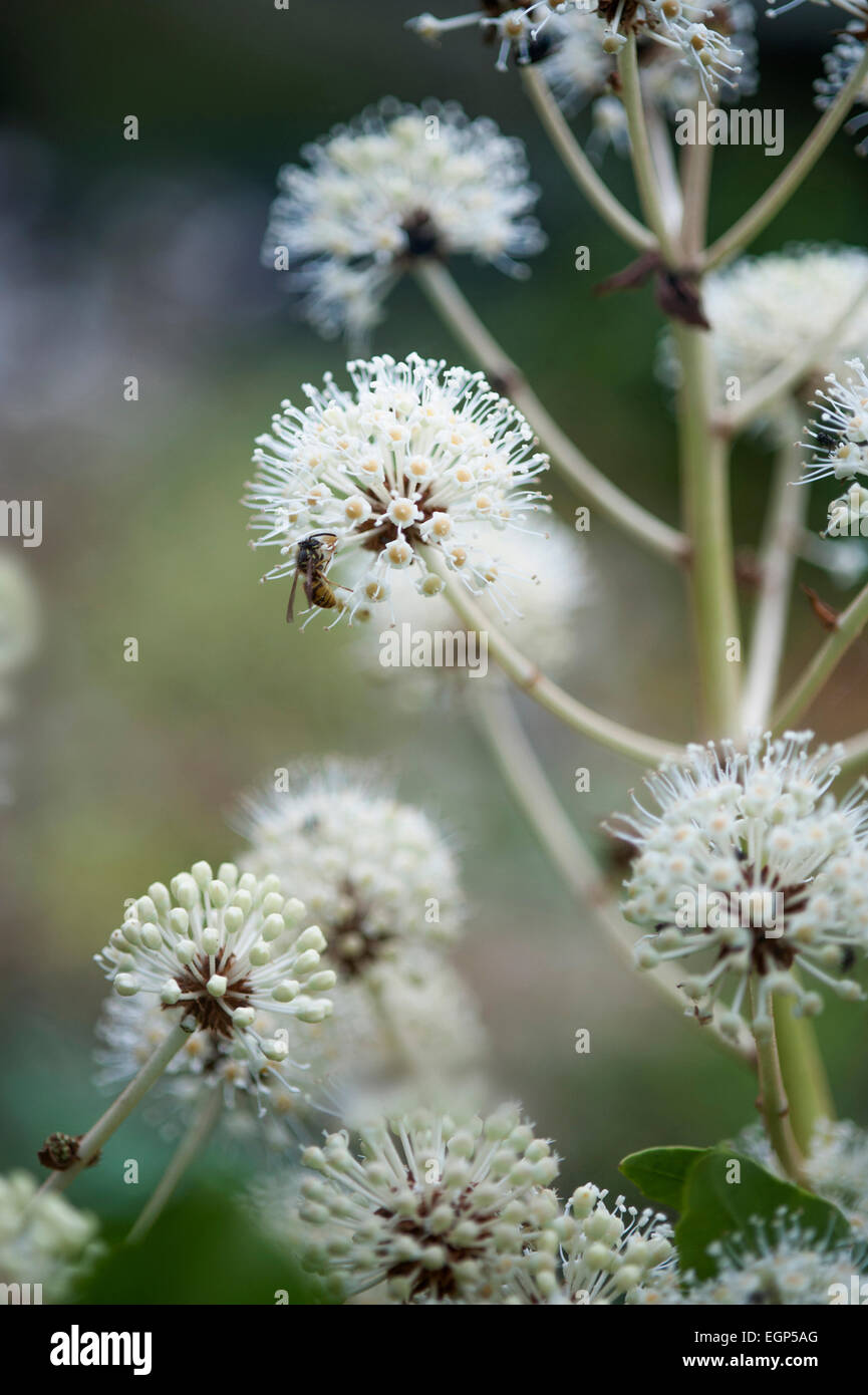 Fatsia, Fatsia japonica. Side view of spherical white flowers on stems with wasp collecting pollen. Stock Photo