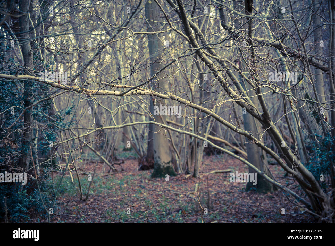 Hornbeam, Carpinus betulus woodland in winter with many multistemed trunks and branches creating a pattern. Manipulated colours. Stock Photo