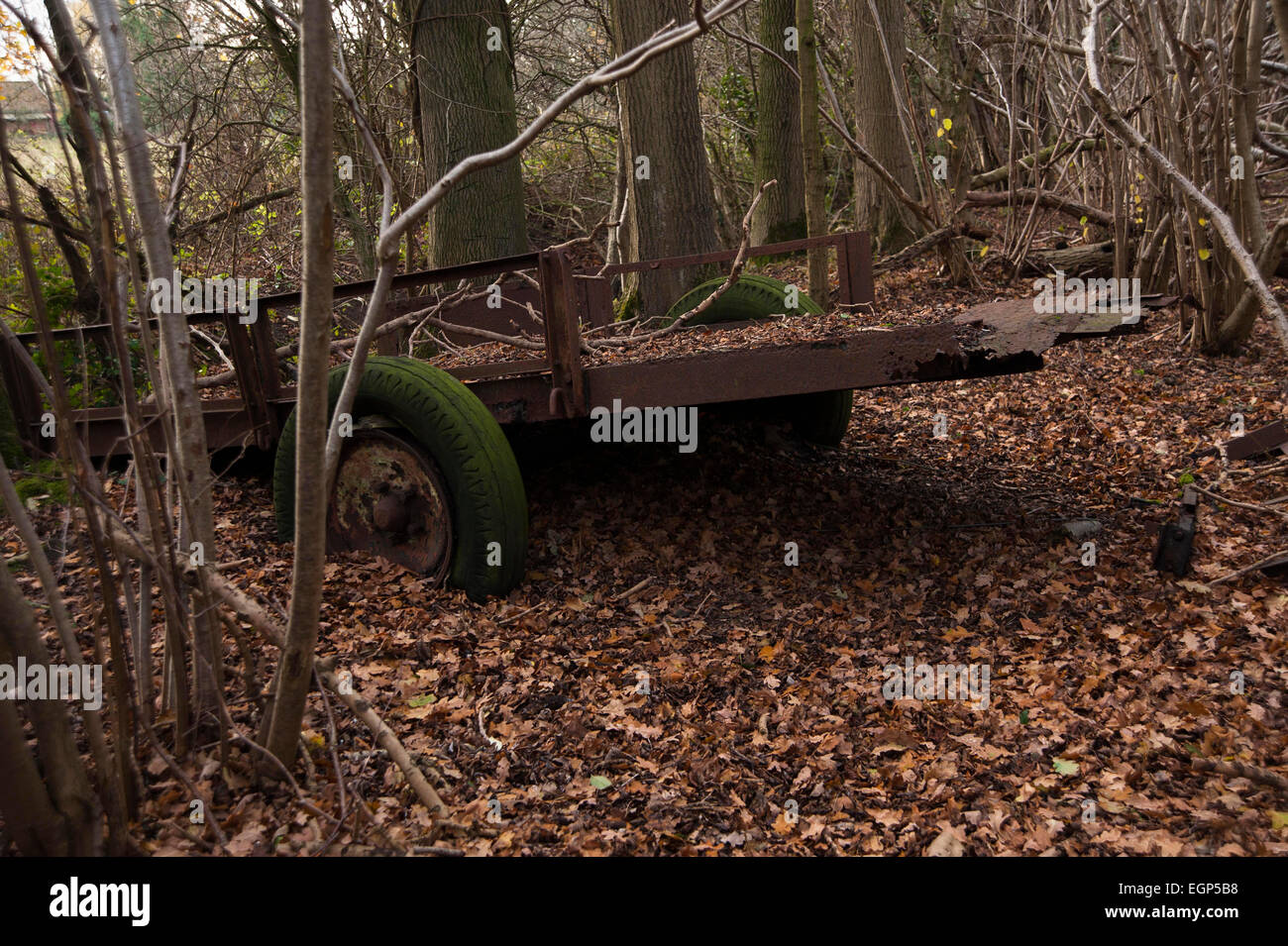 Hornbeam, Carpinus betulus. Woodland in winter with carpet of brown leaves and a decaying old cart with green moss covered wheels being reclaimed by nature. Stock Photo