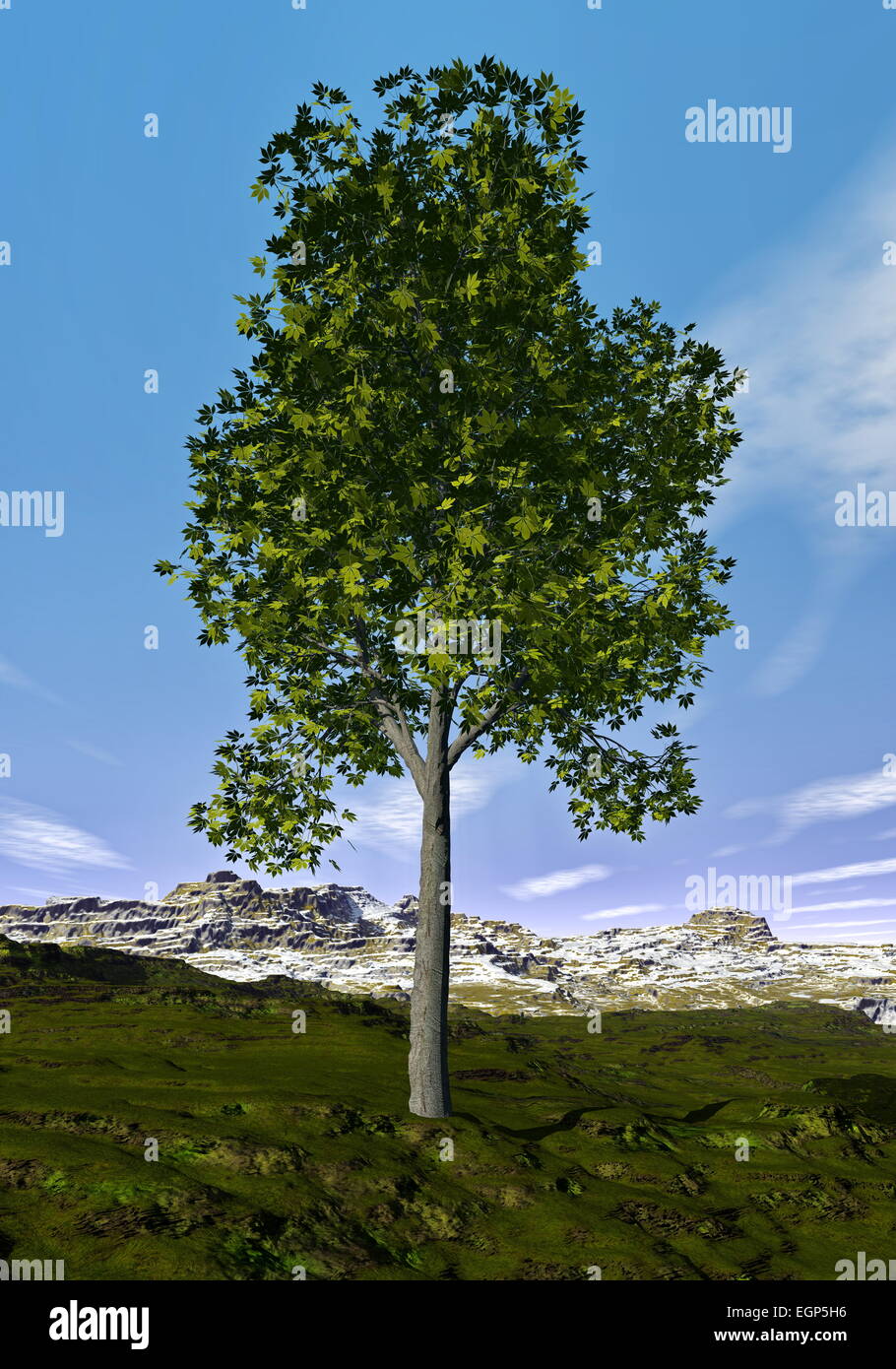 Ohio buckeye tree in the mountain by day 3D render Stock Photo Alamy
