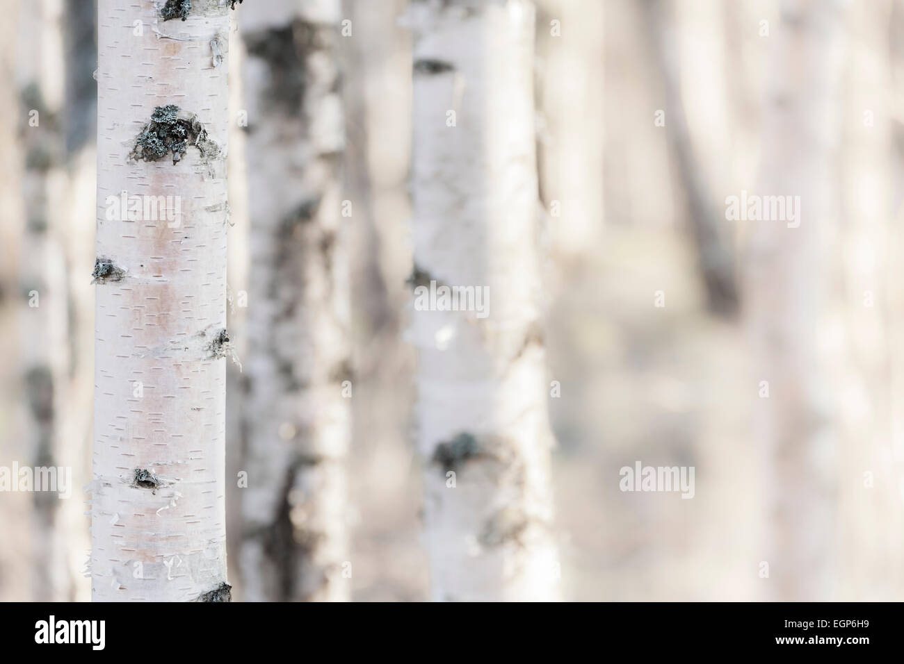 Pure white birch trees hi-res stock photography and images - Alamy
