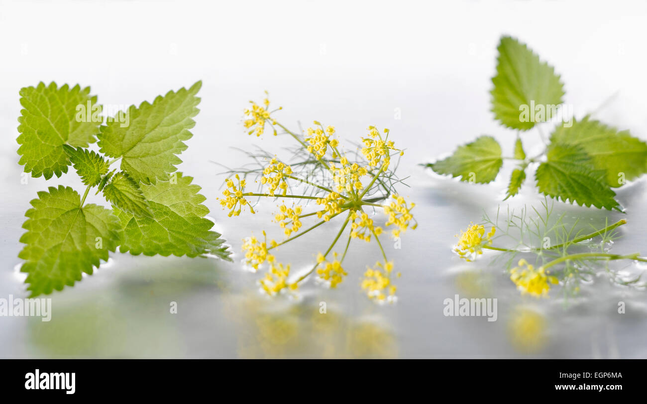 Fennel, Foeniculum vulgare flowering umbel arranged with nettle, Urtica dioica sprigs on silver background in water. Selective focus. Stock Photo