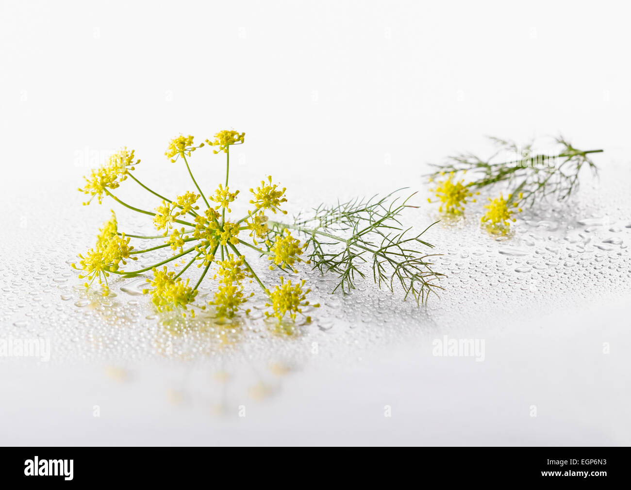 Fennel, Foeniculum vulgare flowering umbel with leaf arranged on silver background, and spritzed with water. Selective focus. Stock Photo