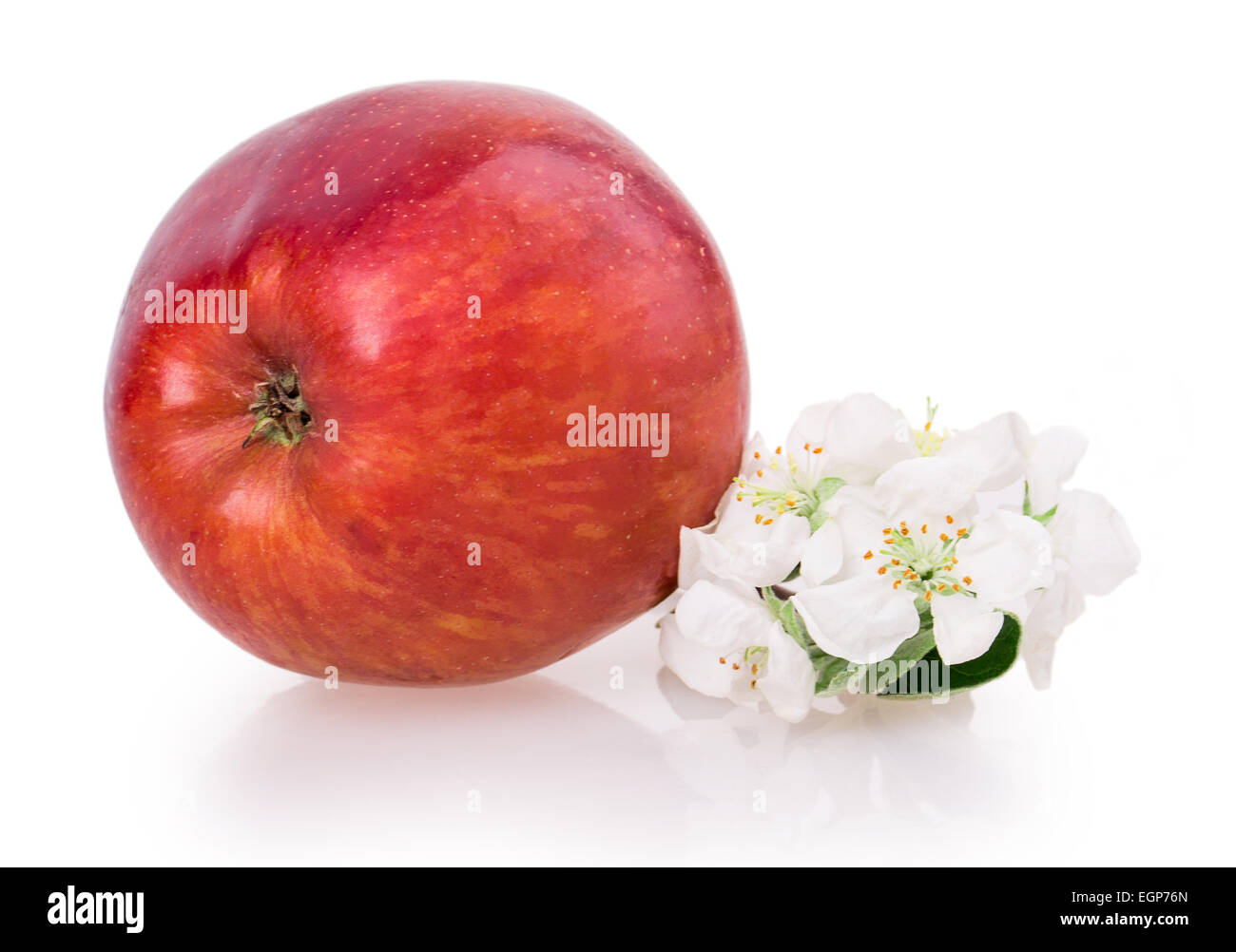 apple and apple blossom isolated on white background Stock Photo - Alamy