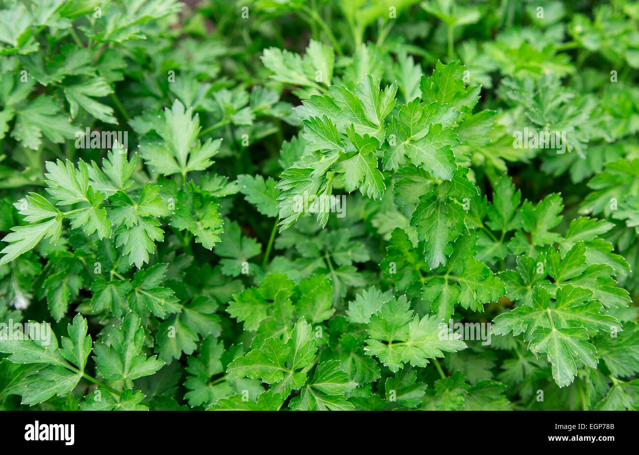 parsley growing a lush green background Stock Photo - Alamy