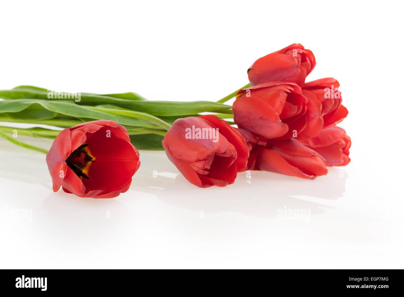 blooming tulip isolated on white background Stock Photo - Alamy