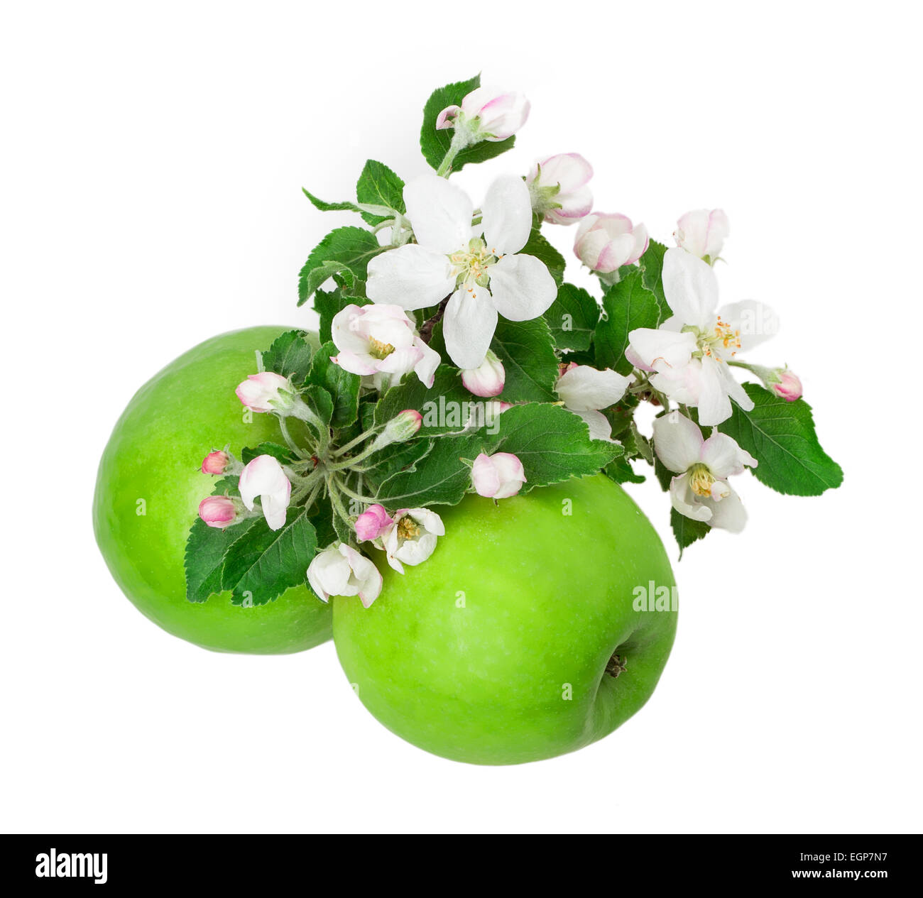 apple and apple blossom isolated on white background Stock Photo - Alamy