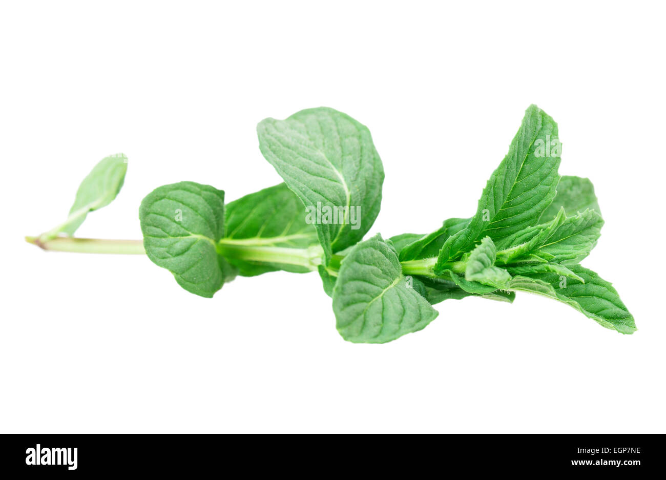 mint isolated on white background Stock Photo - Alamy