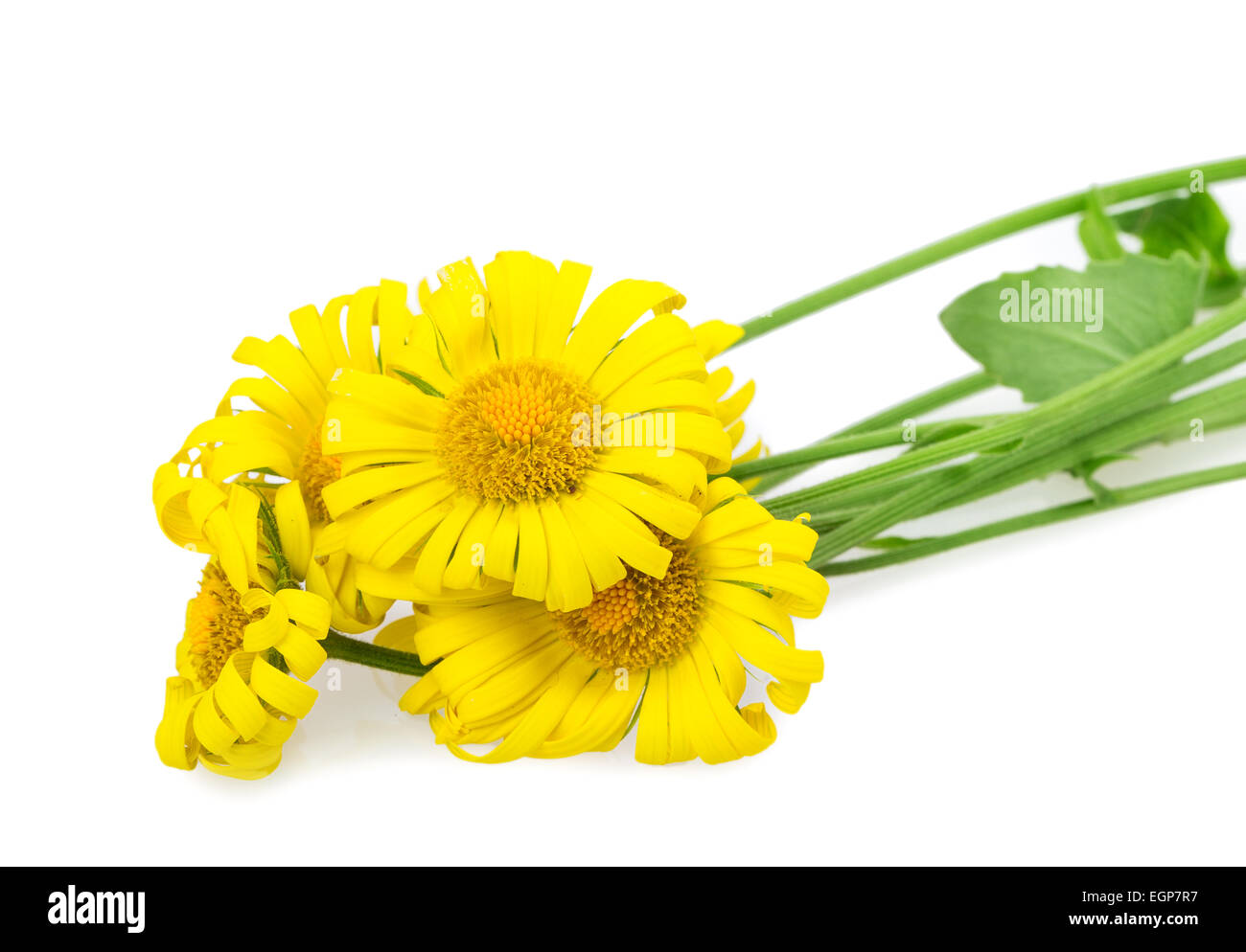 yellow daisy isolated on white background Stock Photo - Alamy