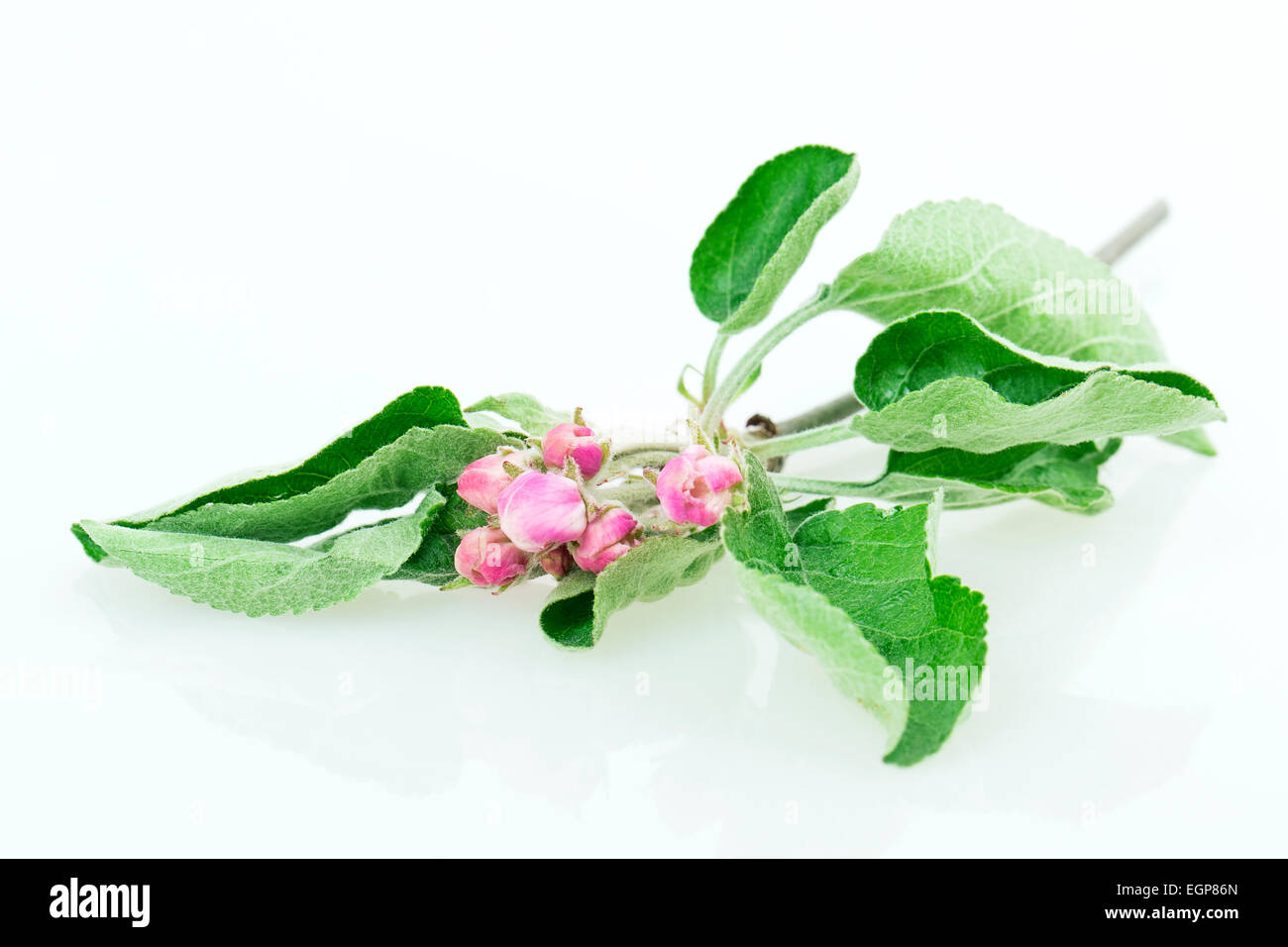 apple blossom isolated on white background Stock Photo - Alamy