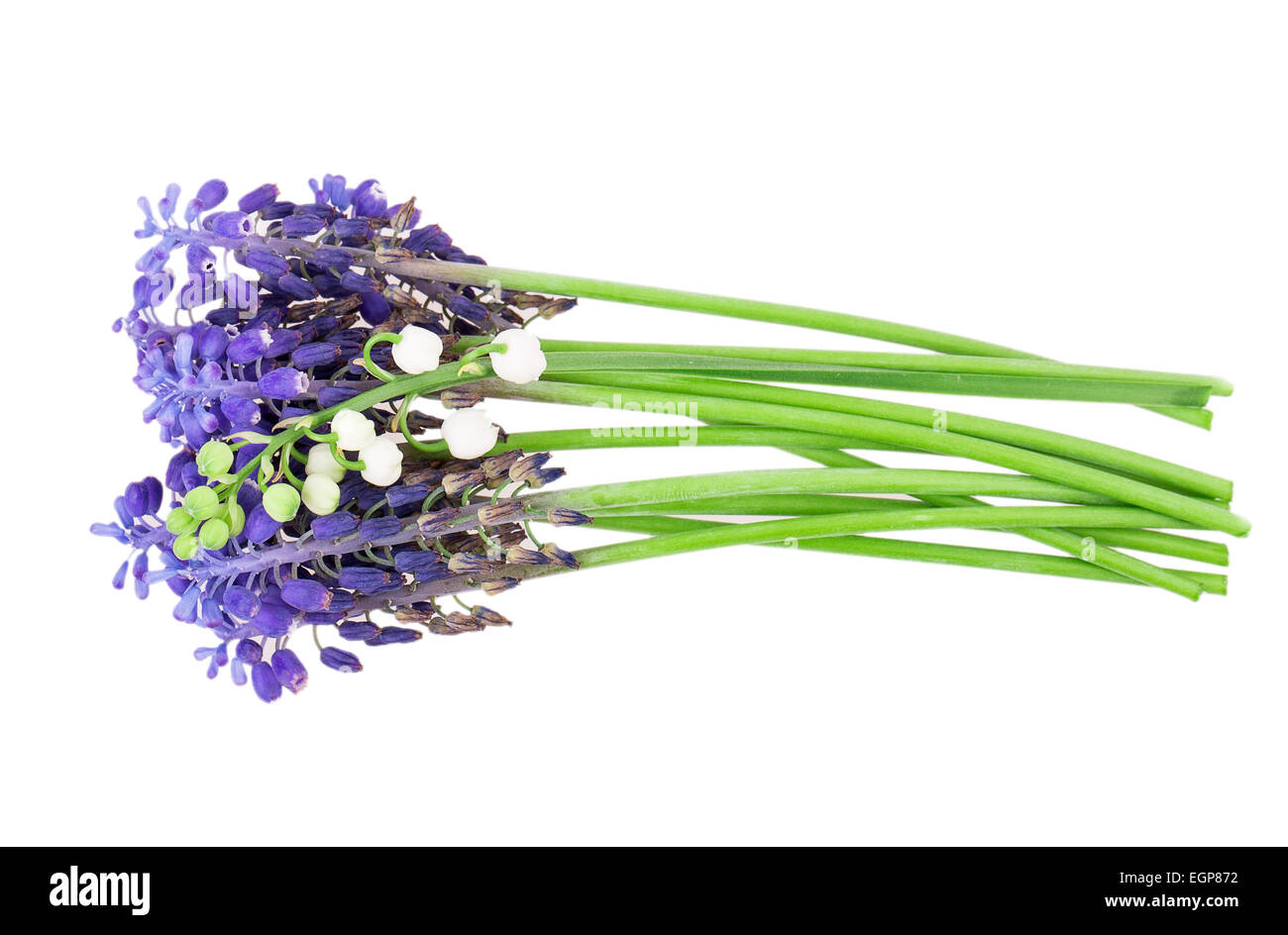 muscari lily of the valley isolated on white background Stock Photo