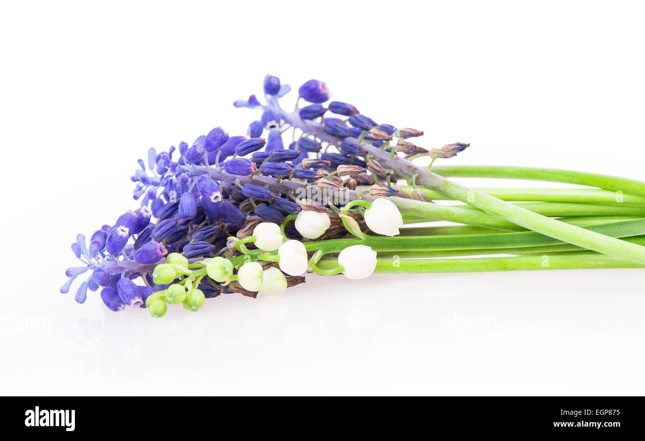 muscari lily of the valley isolated on white background Stock Photo