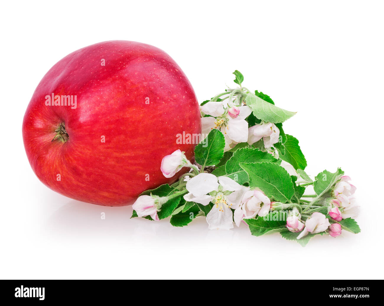 apple and apple blossom isolated on white background Stock Photo - Alamy
