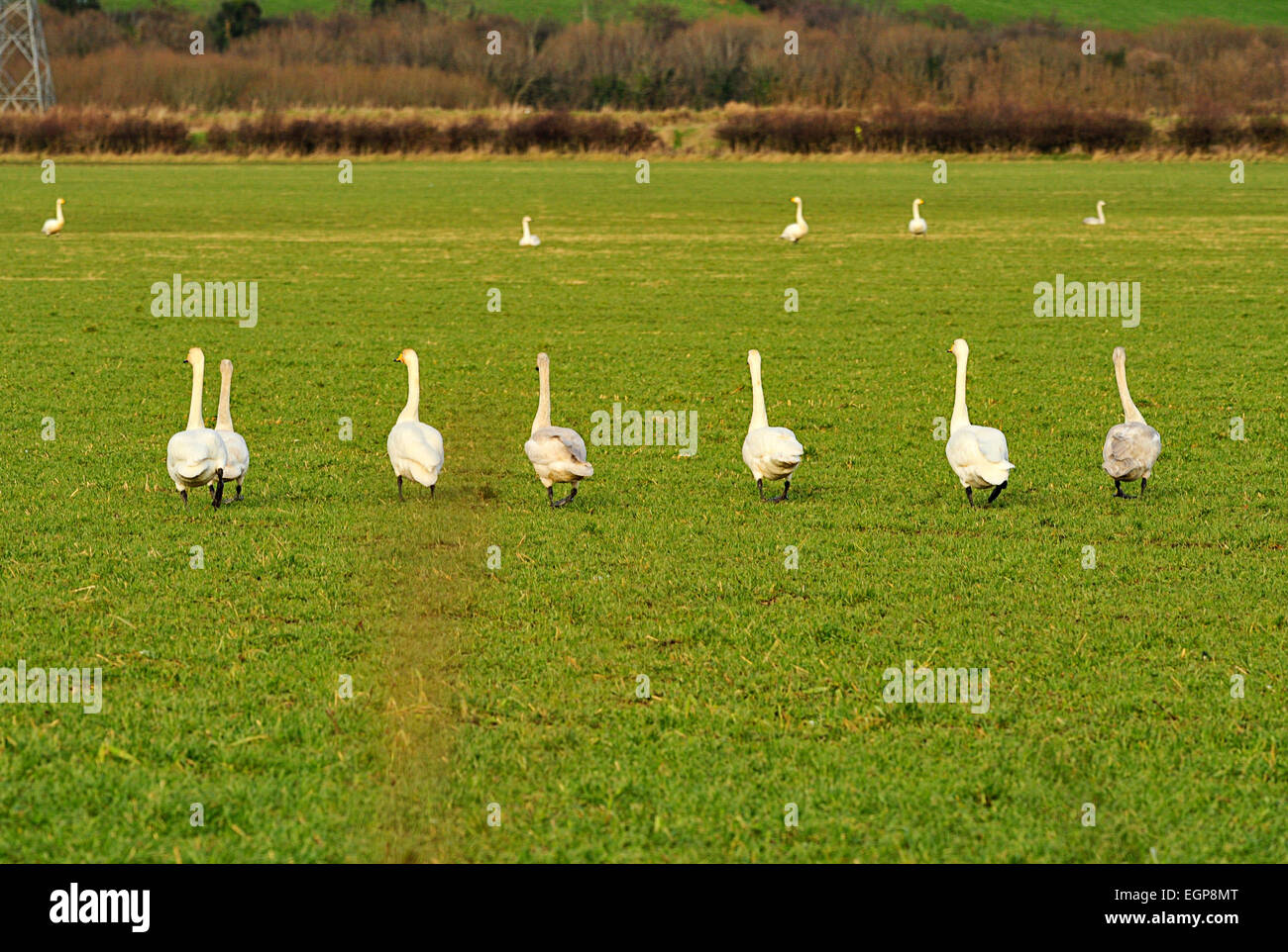 Gaggle of Geese in field in Burnfoot, County Donegal, Ireland. Photo: George Sweeney / alamy Stock Photo