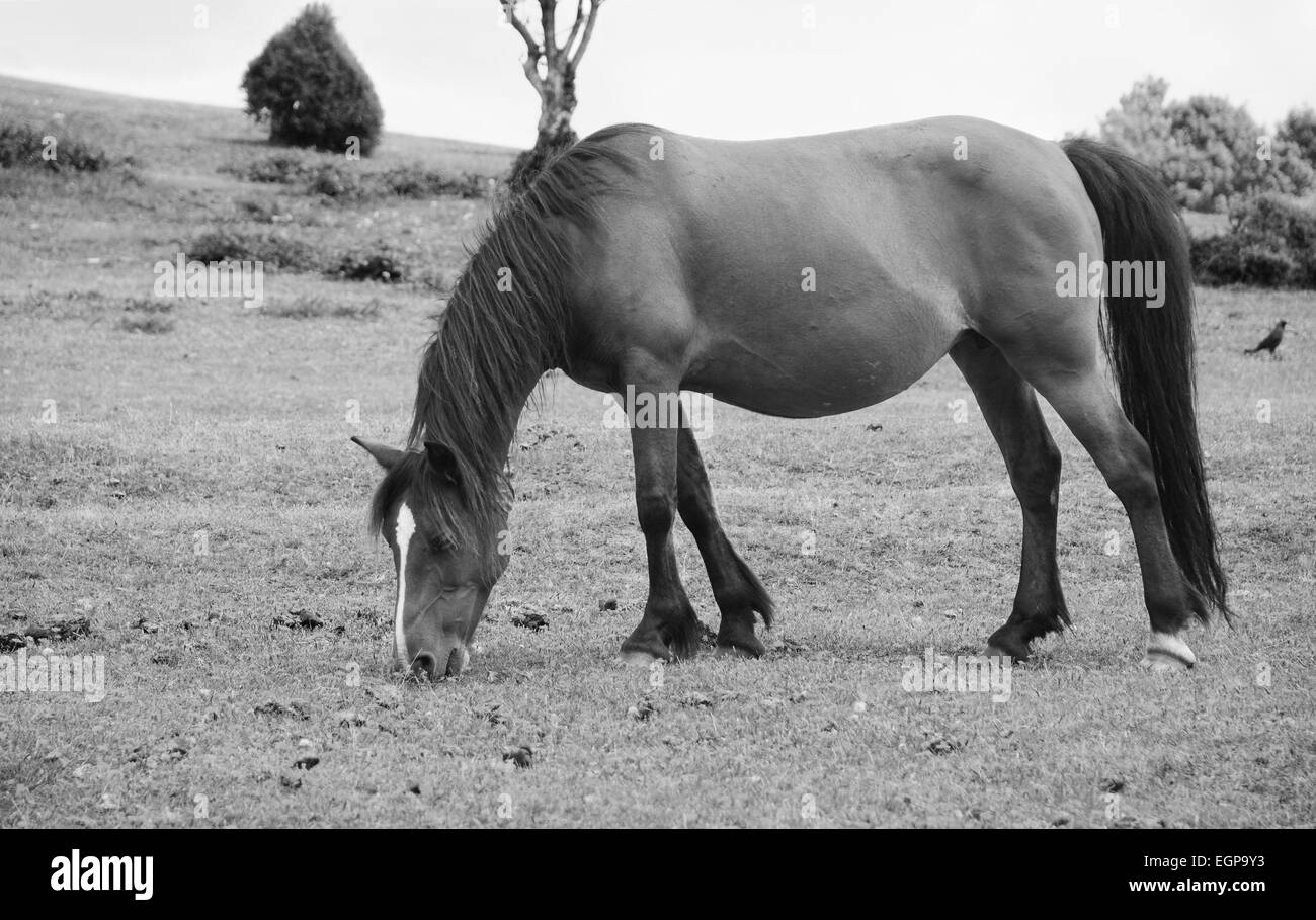 Bay pony in foal grazes on grass in the New Forest, England - monochrome processing Stock Photo
