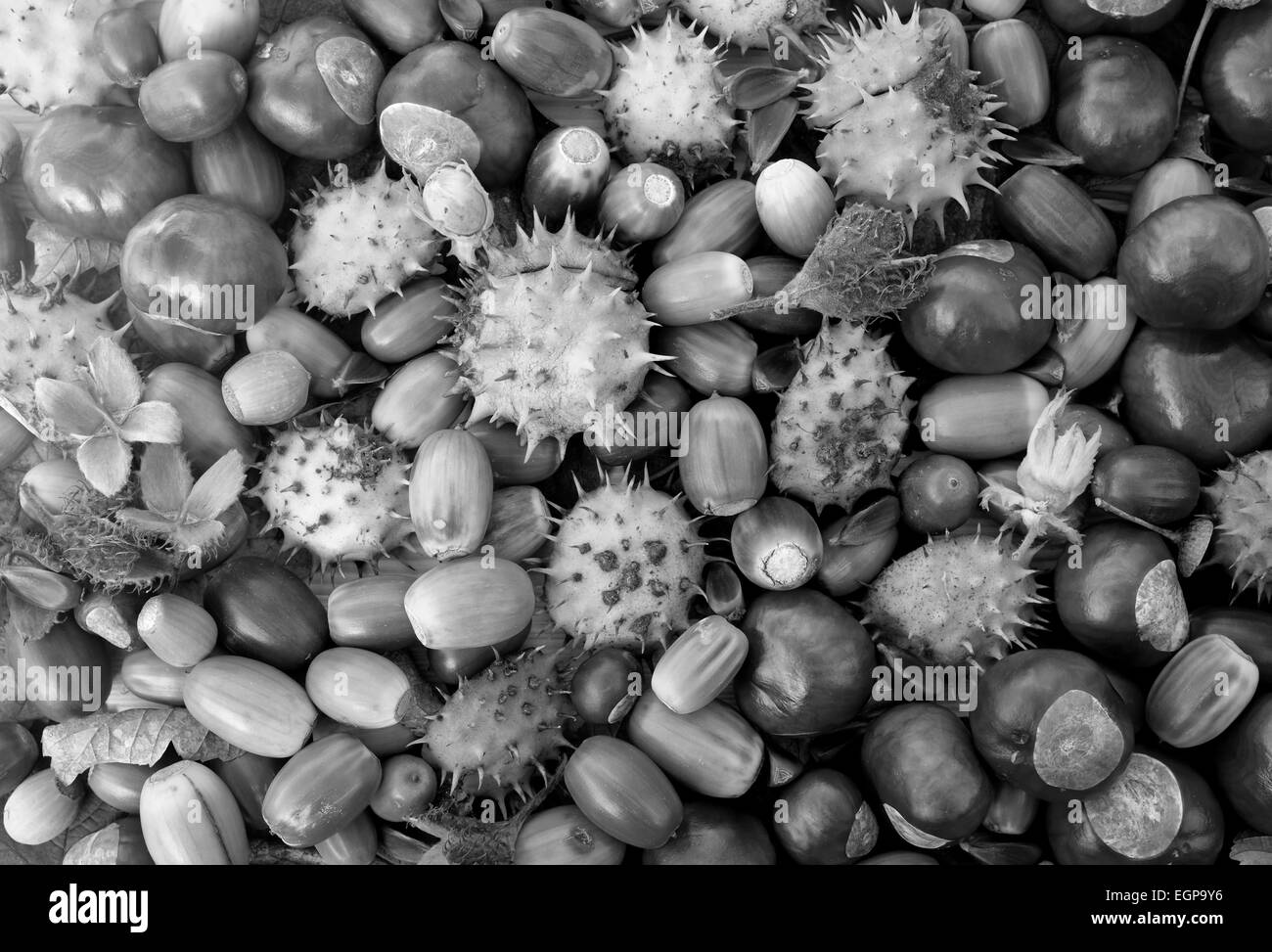 Autumnal detritus of conkers, acorns, beechnuts and cobnuts as a natural background - monochrome processing Stock Photo
