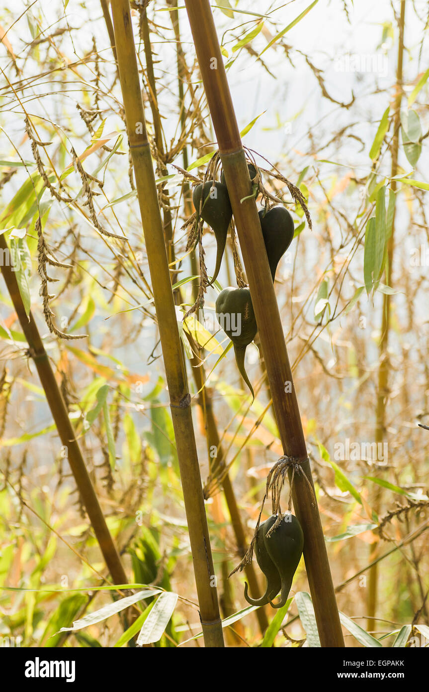 Bamboo, Bambusa cultivar, Rare bamboo fruit hanging from stems, usually