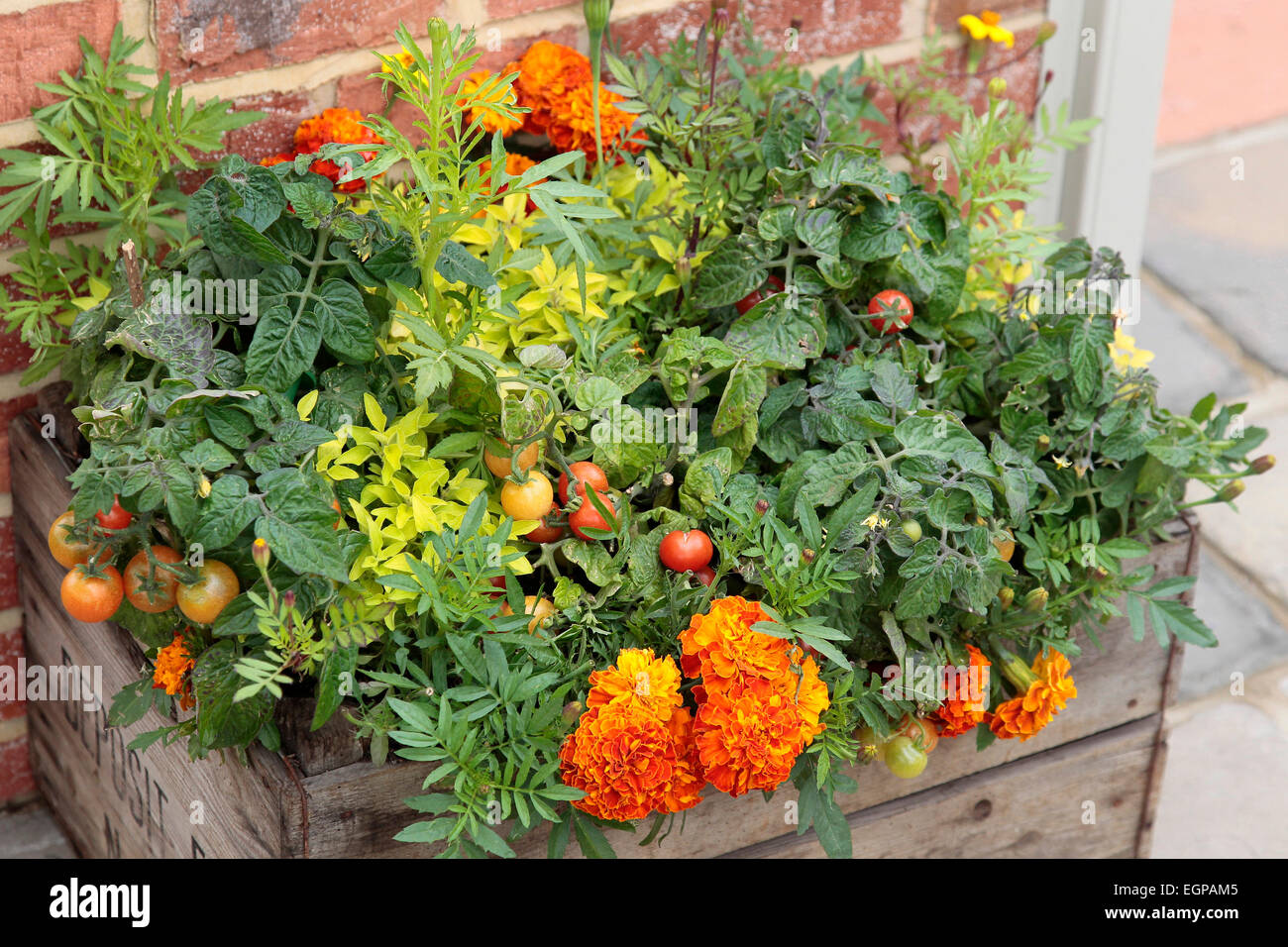 Tagetes erecta tomato hi-res stock photography and images - Alamy
