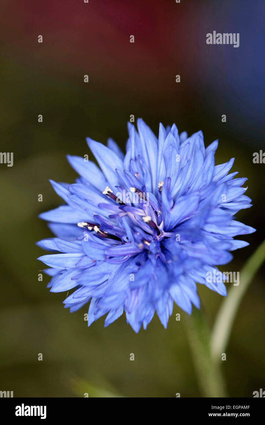 Cornflower, Centaurea cyanus, Close view of one blue flower in sharp focus with dark background, Stock Photo