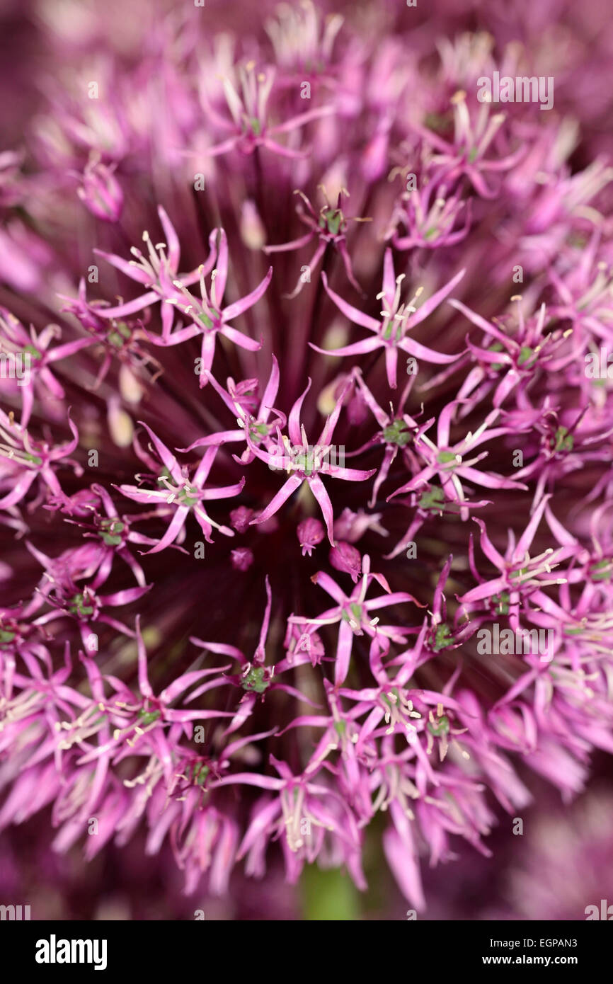 Pink star shaped flowers hires stock photography and images Alamy