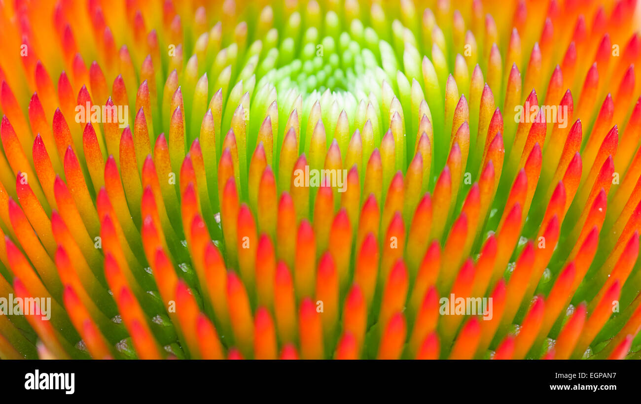 Purple coneflower, Echinacea purpurea 'Magnus', Close view of central mound of green orange tipped stamens forming a concentric pattern. Stock Photo