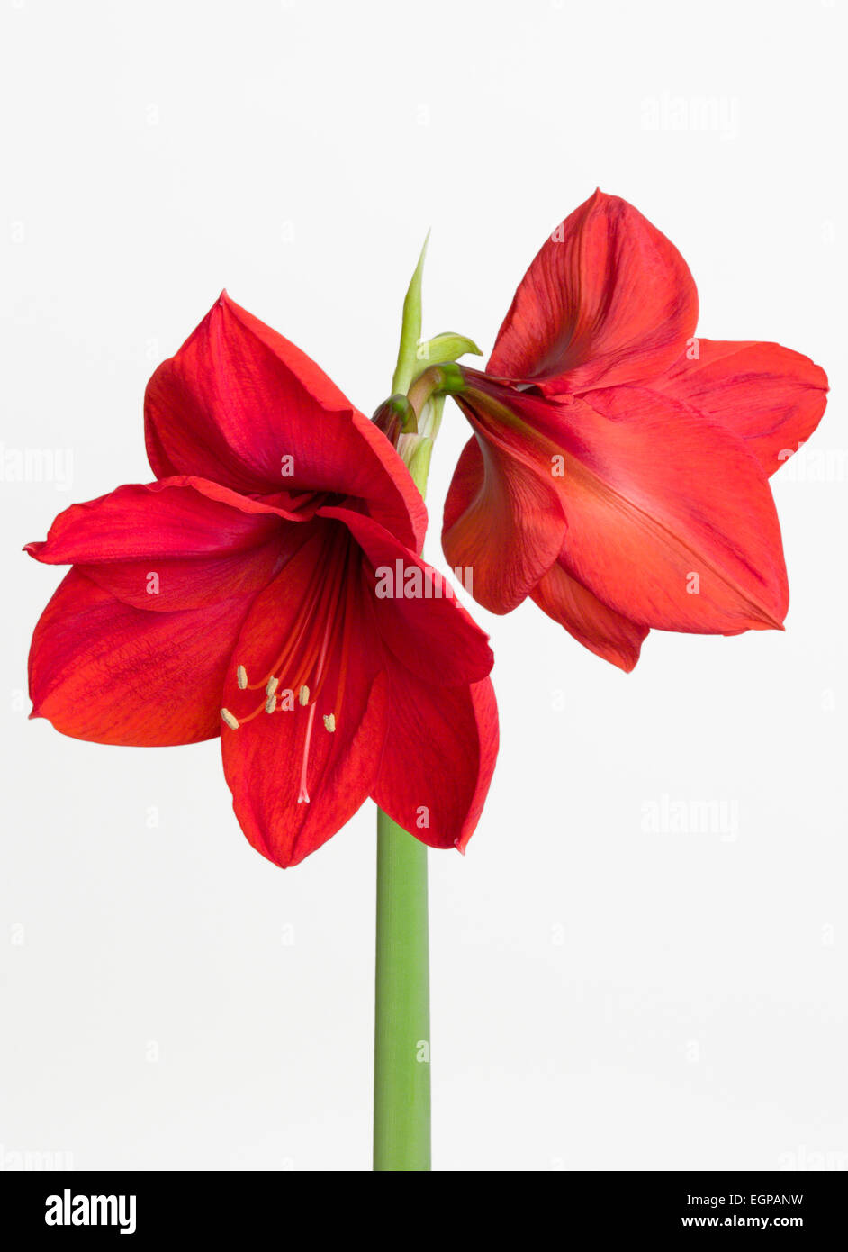 Amaryllis, Hippeastrum 'Red Lion', Two red flowers on a long stem against a white background. Stock Photo