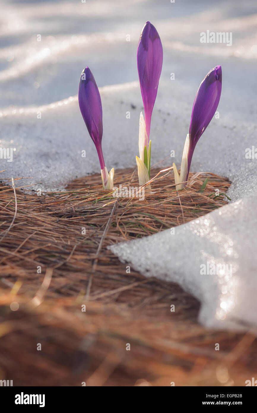 spring flower crocus close up Stock Photo