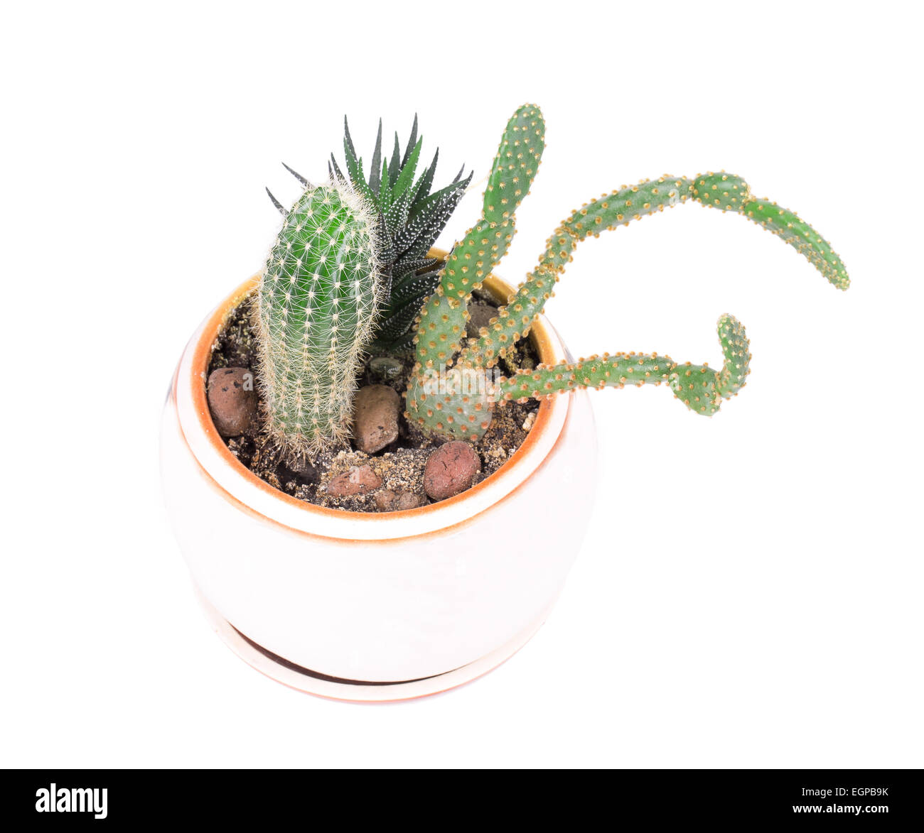 cactus in a pot isolated on white background Stock Photo - Alamy