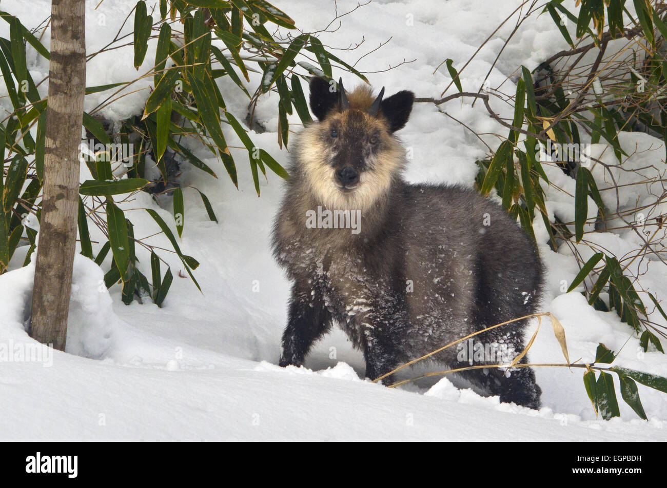 A Japanese Mountain Goat known as a Serow standing in the snow looking at the viewer, in the Oku-Kinugawa region, Japan. Stock Photo